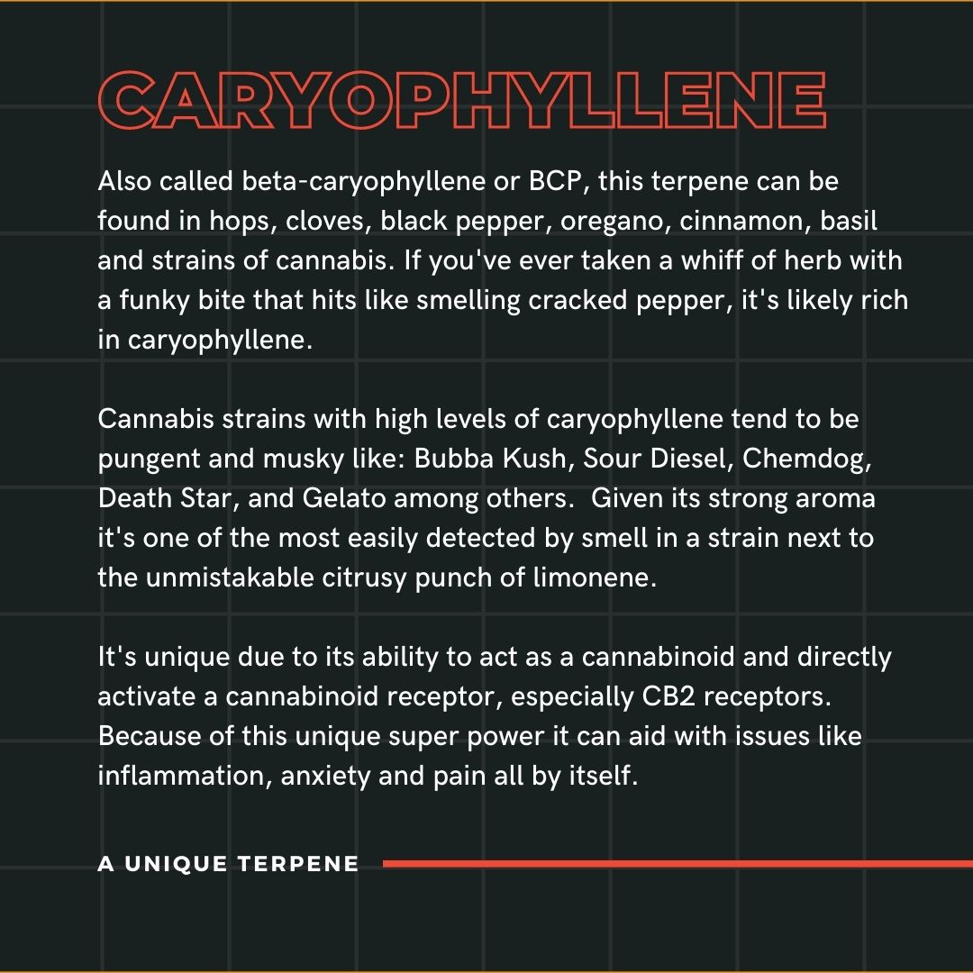 Bubba Kush Terpene Profile (3)