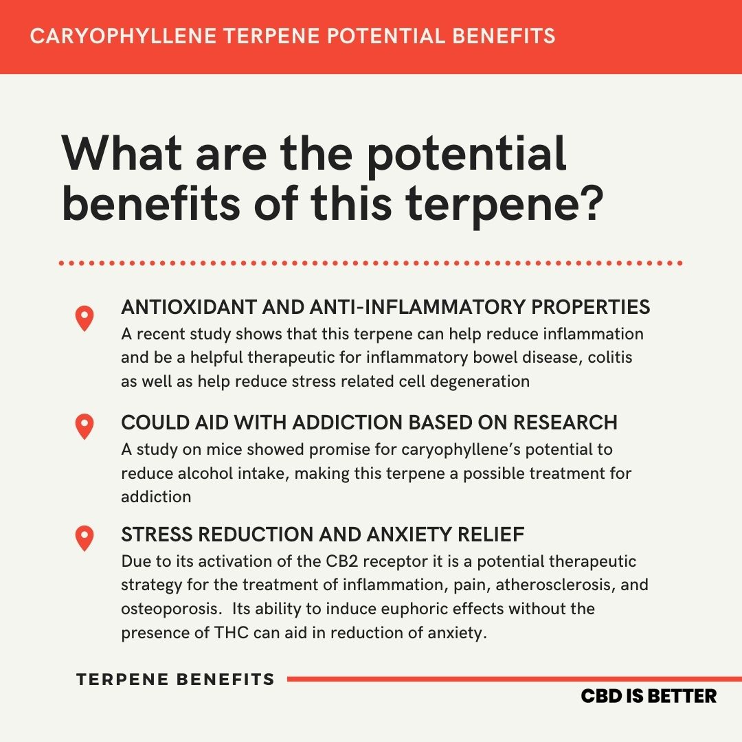 Bubba Kush Terpene Profile (4)